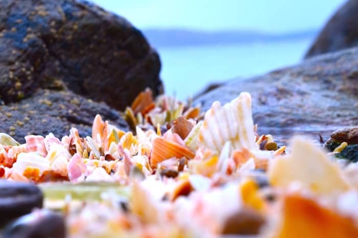 shell beach