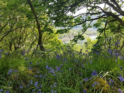 Barfad Woodland View