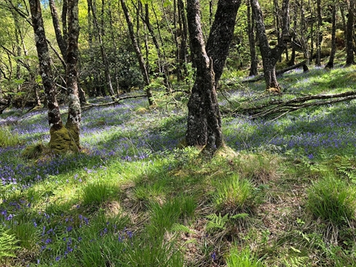 Barfad Bluebell Woods
